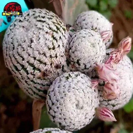 comprar muda de suculenta rara