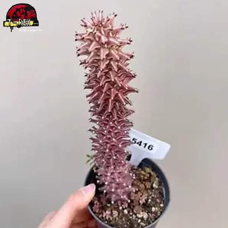 comprar muda de suculenta rara