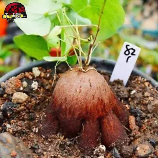 comprar muda de suculenta rara