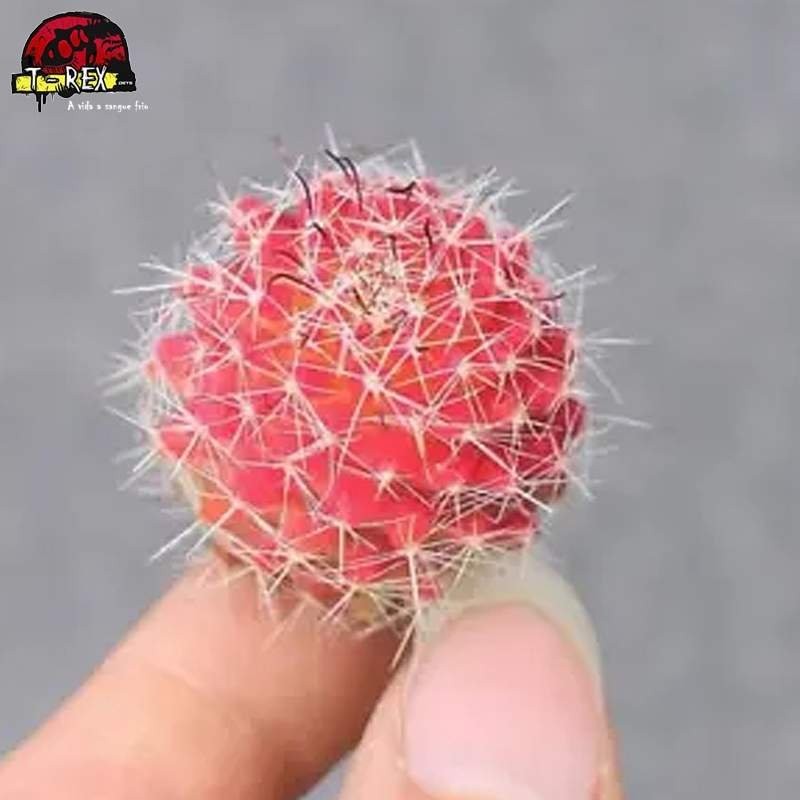 muda de cacto raro no brasil