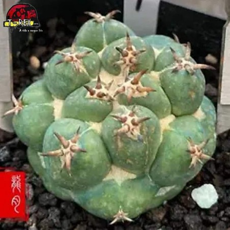 comprar muda de suculenta rara no brasil