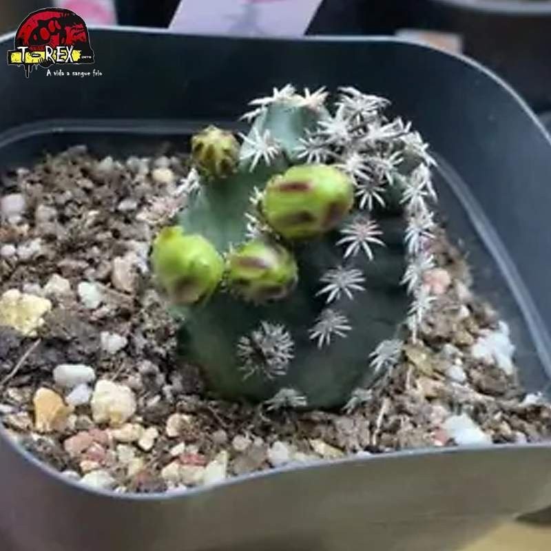 comprar muda de suculenta rara