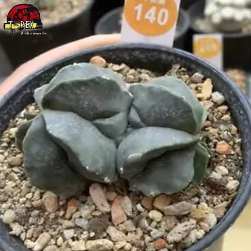 comprar muda de suculenta