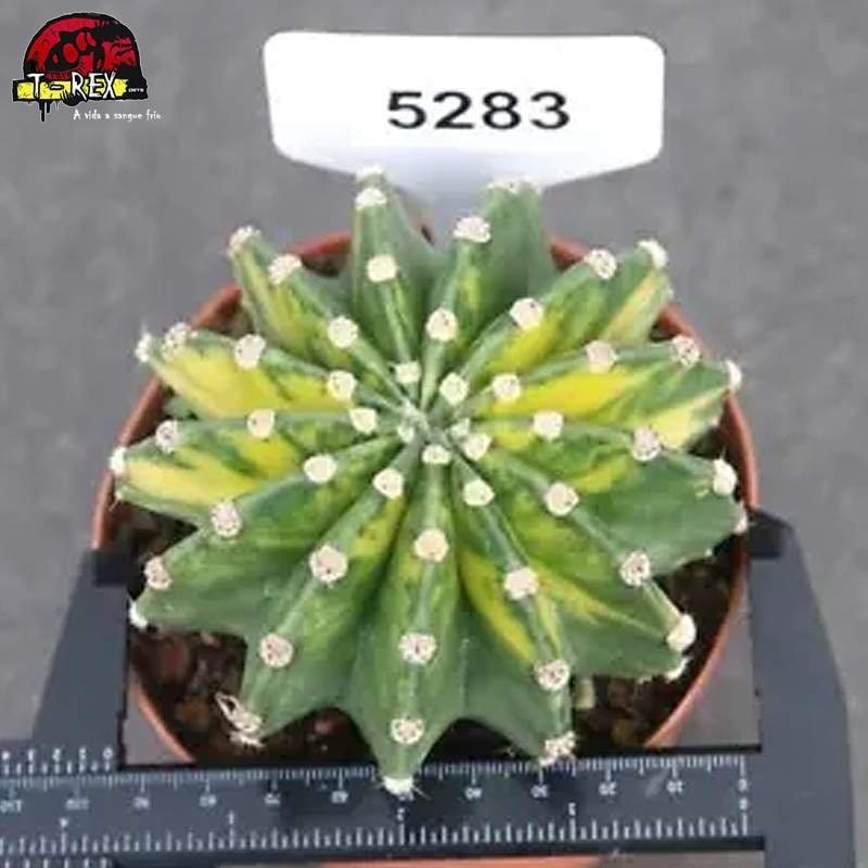 comprar muda de suculenta rara