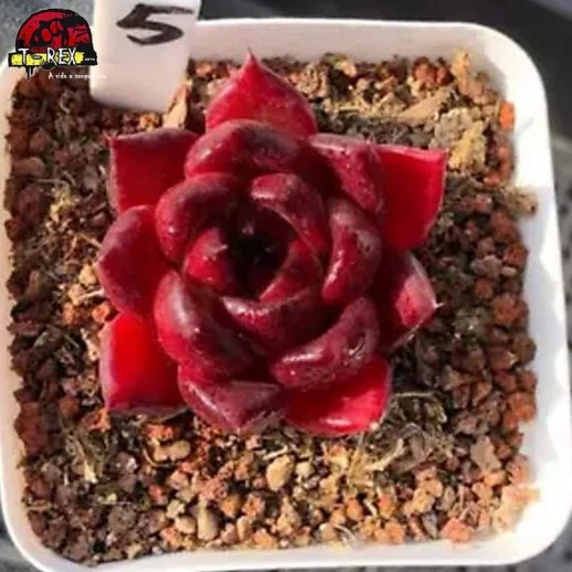 comprar muda suculenta