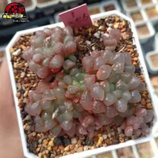 comprar muda de suculenta rara