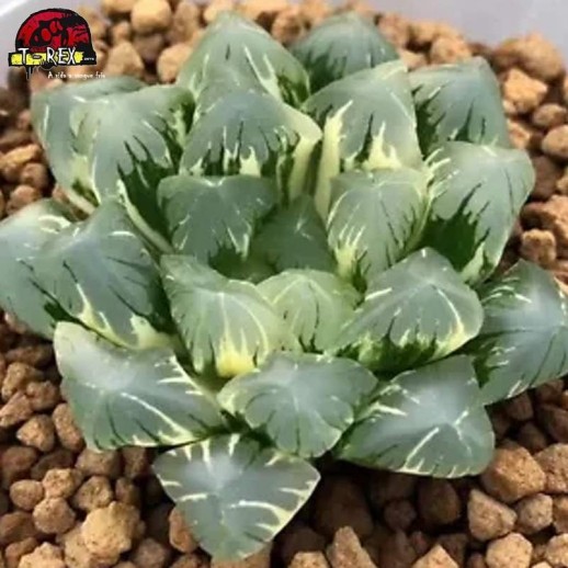 comprar muda de suculenta rara