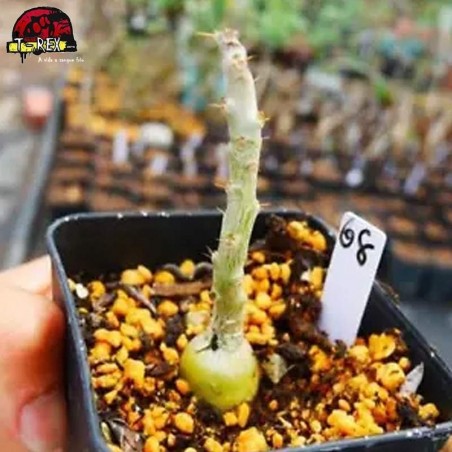 comprar muda de suculenta rara