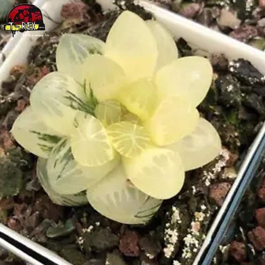 comprar muda de suculenta rara