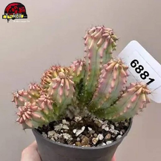 comprar muda de suculenta rara