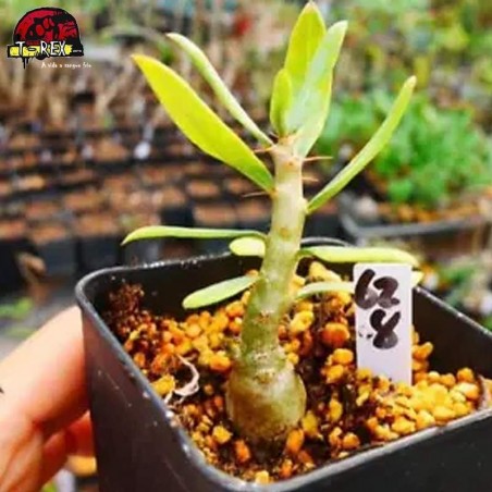 comprar muda de suculenta rara