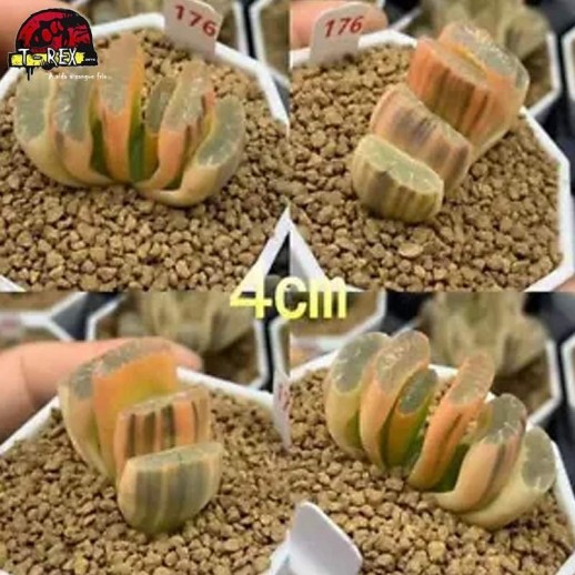 muda de suculenta para a venda no brasiol raro