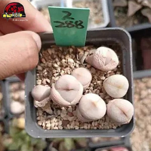 comprar muda de suculenta rara