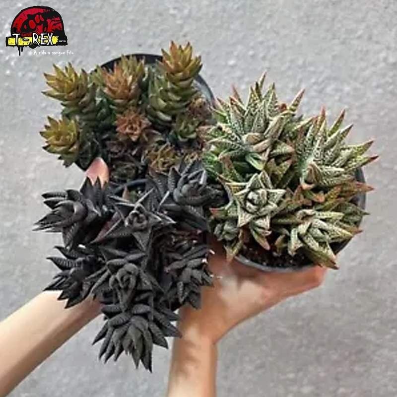 compra muda de suculenta rara