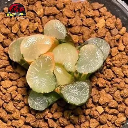 aonde comprar muda de suculenta rara