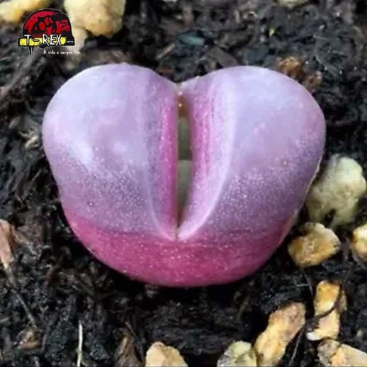 comprar muda de suculenta rara