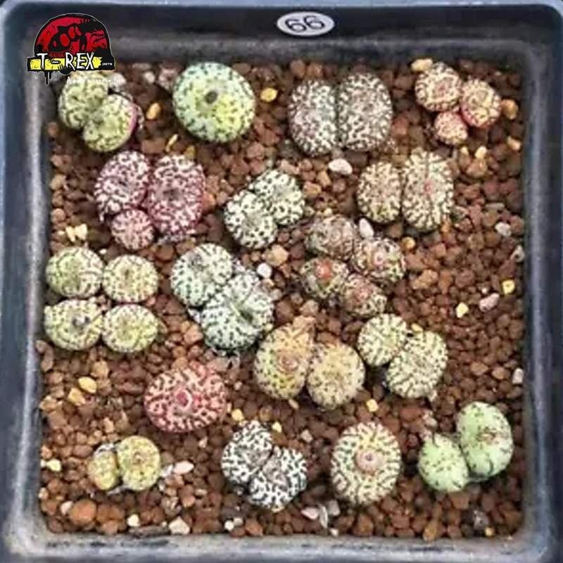 muda de suculenta rara