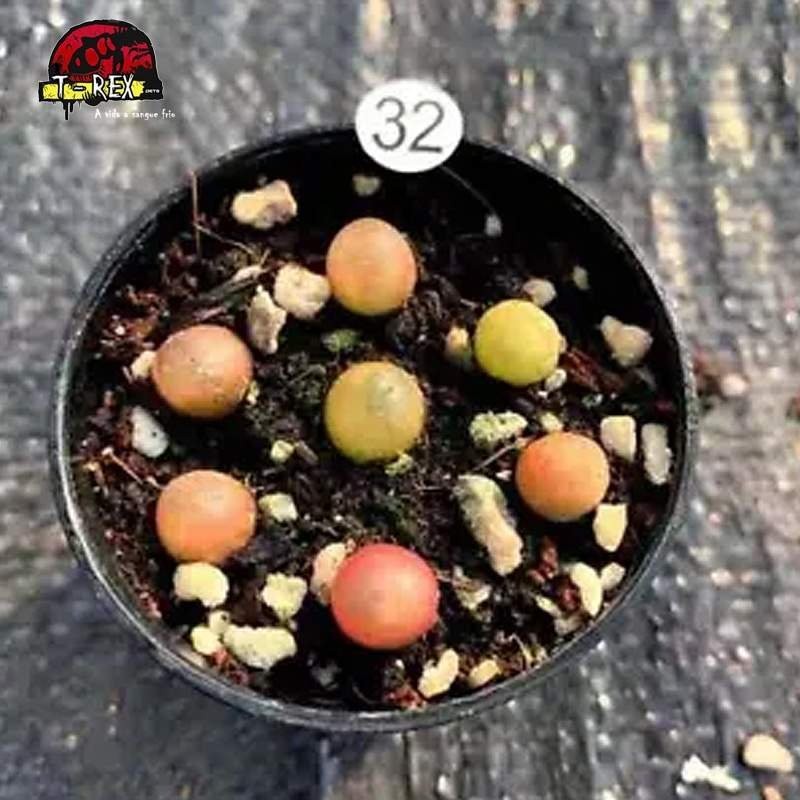 comprar suculenta rara