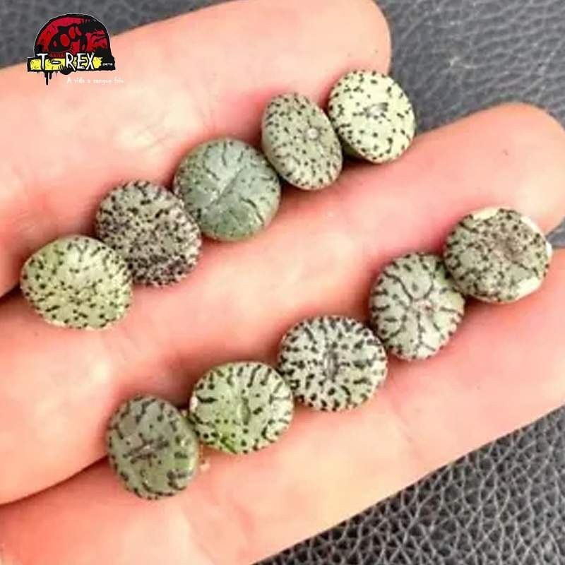 comprar muda de suculenta rara