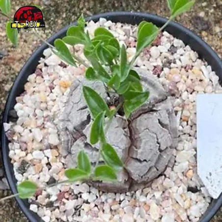 comprar muda de suculenta rara