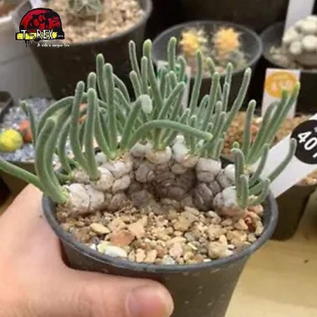 comprar muda e suculenta rara