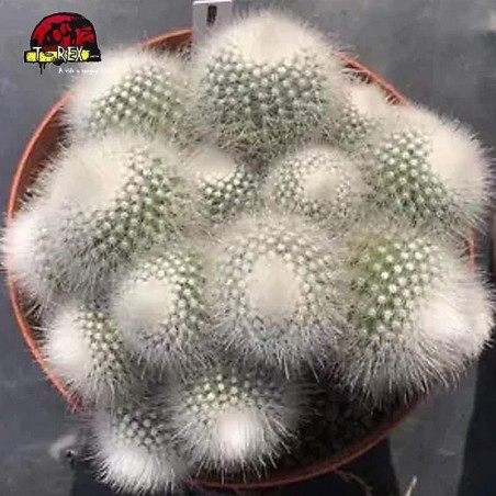 comprar muda de suculenta rara