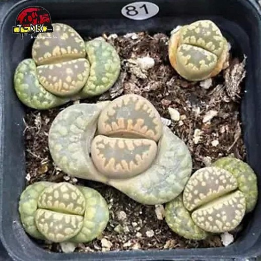 comprar muda de suculenta rara