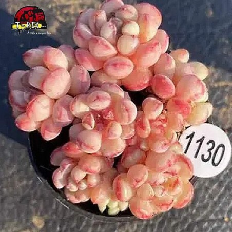 comprar muda de suculenta rara