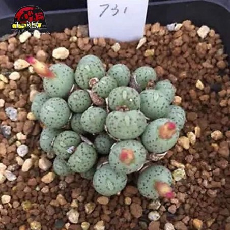 comprar muda de suculenta rara