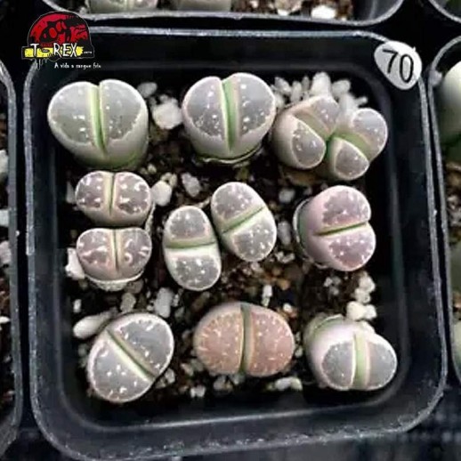 muda de suculenta rara