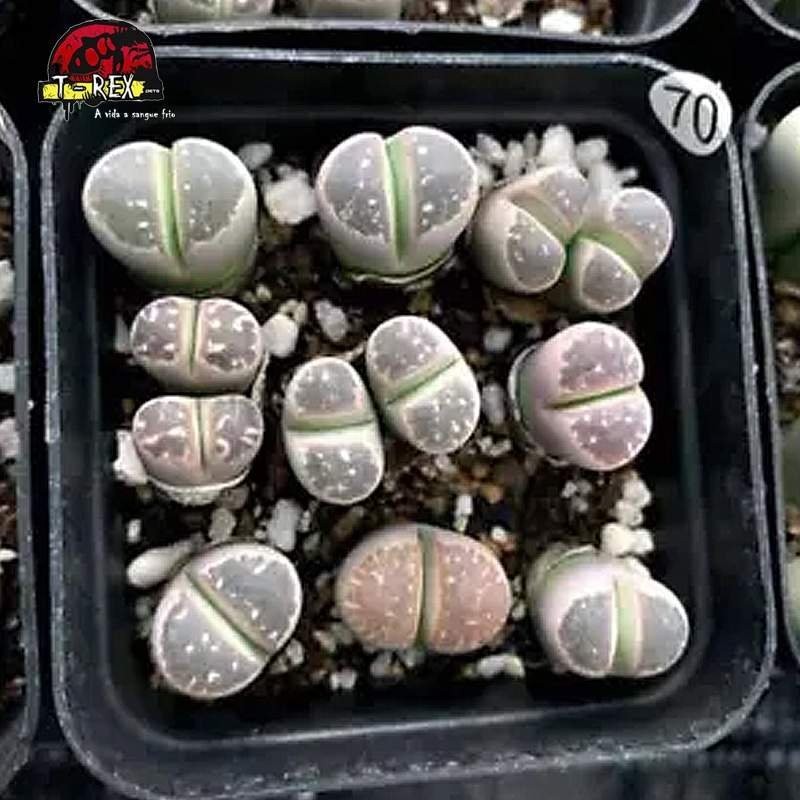 muda de suculenta rara