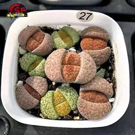 comprar muda de suculenta rara