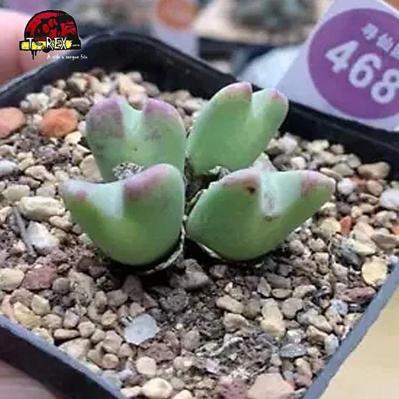 comprar muda de suculenta rara