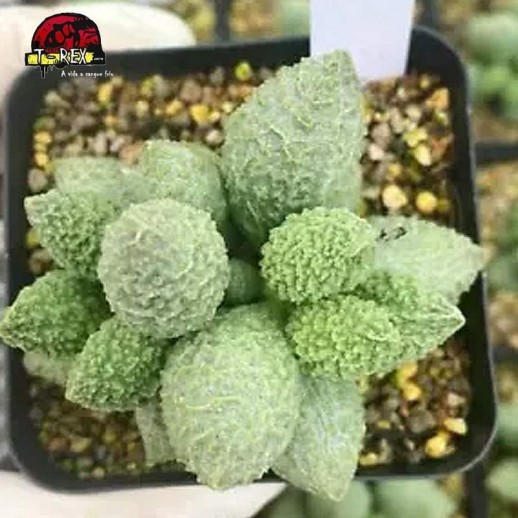 comprar muda de suculenta rara