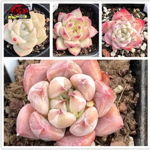 comprar suculenta rara