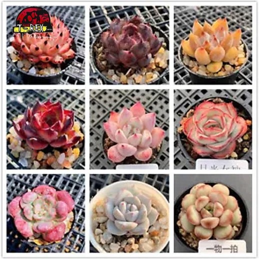 comprar muda de suculenta rara