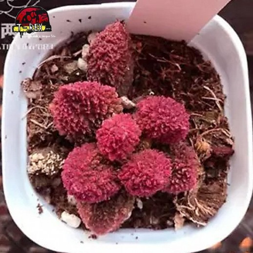 comprar muda de suculenta rara