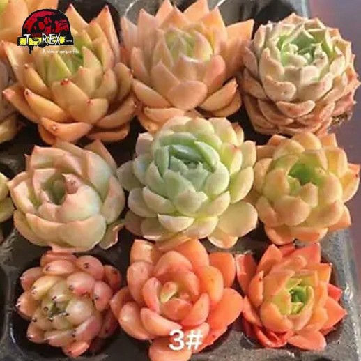 comprar muda de suculenta rara