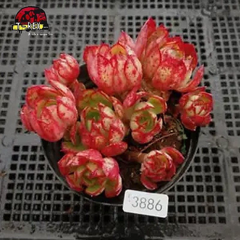 muda de suculenta rara no brasil