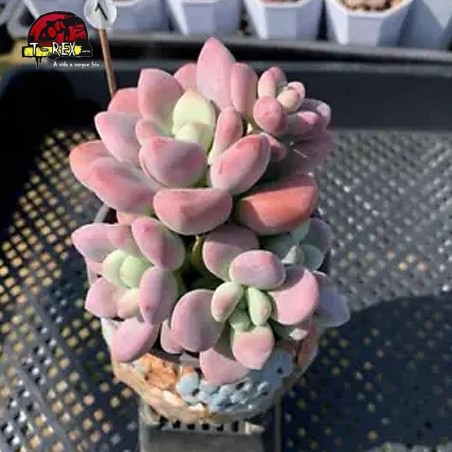 comprar muda de suculenta rara no brasil