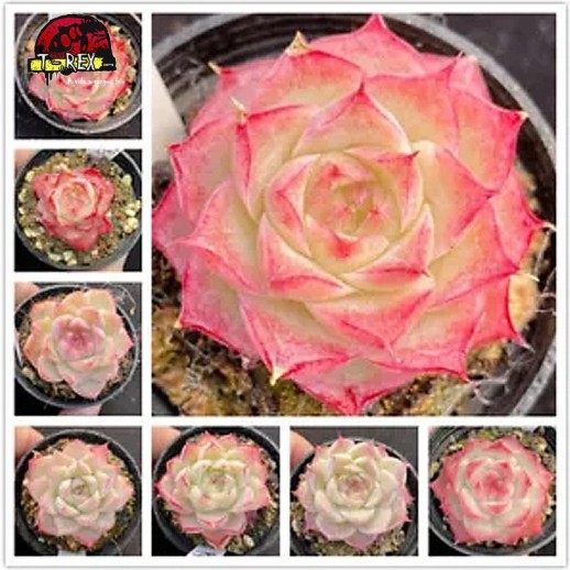 comprar muda de suculenta rara