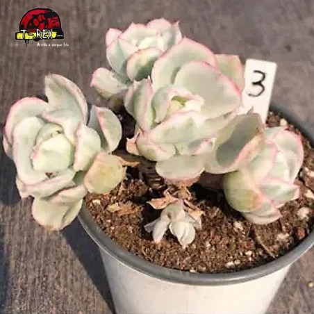 muda de suculenta rara no brasil