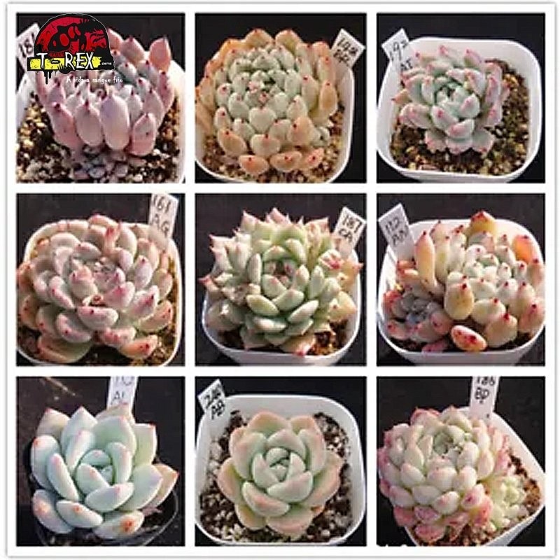 comprar muda de suculenta rara no brasil