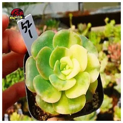 comprar muda de suculenta rara