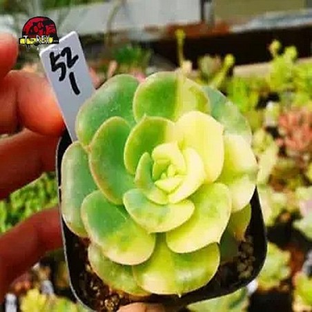 comprar muda de suculenta rara