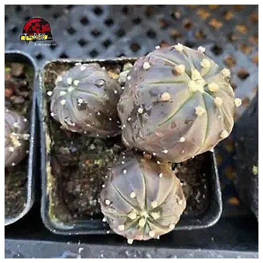 comprar muda de suculenta rara