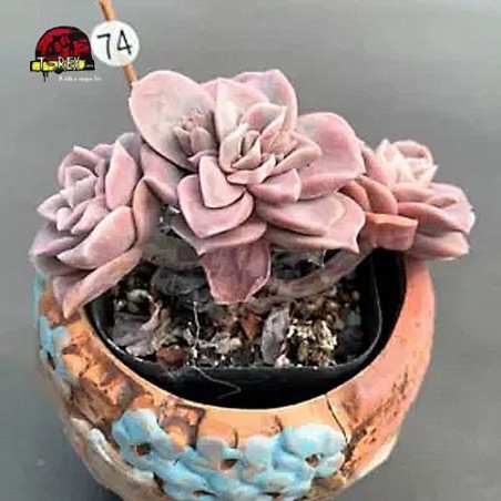 comprar muda de suculenta rara