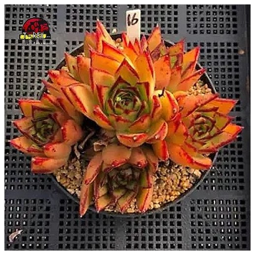 comprar muda de suculenta rara