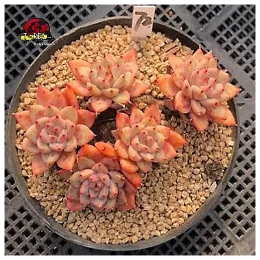 muda de suculenta rara para venda