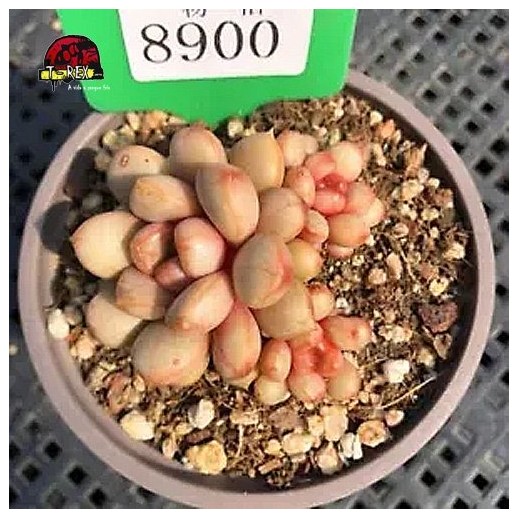 muda de suculenta rara